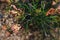 Native Australian grevillea semper florens plant with yellow and pink flowers