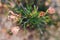 Native Australian grevillea semper florens plant with yellow and pink flowers