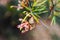 Native Australian grevillea semper florens plant with yellow and pink flowers