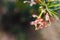 Native Australian grevillea semper florens plant with yellow and pink flowers