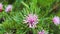 Native Australian isopogon Candy Cone plant with pink flowers covered in rain drops