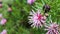 Native Australian isopogon Candy Cone plant with pink flowers covered in rain drops