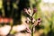 Native Australian kangaroo paw plant outdoor in beautiful tropical backyard