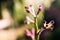 Native Australian kangaroo paw plant outdoor in beautiful tropical backyard