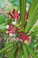 Native Australian Lonicera Honeysuckle Firecracker plant outdoor in sunny backyard