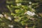 Native Australian melaleuca plant with white flowers