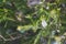 Native Australian melaleuca plant with white flowers