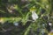 Native Australian melaleuca plant with white flowers