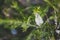 Native Australian melaleuca plant with white flowers