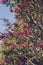 Native Australian pink callistemon bottle brush tree