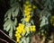 A native Australian plant the Bailey`s Acacia has bright yellow flowers