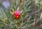 Native Australian plant Lambertia or mountain devil close-up.