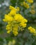 The native Australian plant Pearl Acacia with bright golden flowers also know as Acacia Podalyriifolia