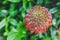 Native Australian protea plant with round red flowers in bloom