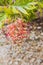 Native Australian red grevillea plant with beautiful intricate flower outdoor in beautiful tropical backyard