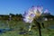 Native Australian water lilies Nymphaea violacea in the wild