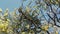 Native Australian wattle tree in bloom with the typical round yellow flowers