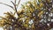 Native Australian wattle tree in bloom with the typical round yellow flowers