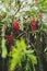 Native Australian weeping bottlebrush callistemon tree with red flowers outdoor with raindrops in beautiful tropical backyard