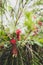 Native Australian weeping bottlebrush callistemon tree with red flowers outdoor with raindrops in beautiful tropical backyard