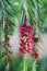 Native Australian weeping bottlebrush callistemon tree with red flowers outdoor with raindrops in beautiful tropical backyard