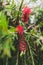 Native Australian weeping bottlebrush callistemon tree with red flowers outdoor with raindrops in beautiful tropical backyard