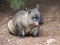 Native australian Wombat