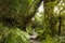 Native beech forest, New Zealand