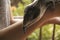 native blue-tongued lizard being held