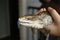 native blue-tongued lizard being held