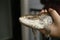 native blue-tongued lizard being held