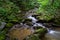 Native Brook Trout Stream.