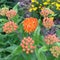 Native butterfly weed first bloom