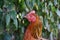 The native chicken face on the background is a colorful shrub