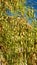 Native Desert Palo Verde Tree Drying on Vine Edible  Bean Pods Plant Nature Foliage Photography