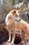 Native dingo dogs