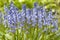 Native english bluebells