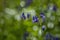 Native English Bluebells Backlit