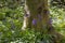 Native English Bluebells and Tree