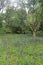 Native English Bluebells At Trewidden gardens, Cornwall, UK