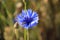 Native English Cornflower - detail.