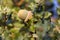 Native evergreen mediterranean plant - kermes oak Quercus coccifera . Acorn. Cyprus variegated bush