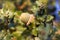 Native evergreen mediterranean plant - kermes oak Quercus coccifera . Acorn. Cyprus variegated bush