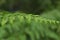 Native fern background