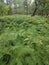 Native ferns grow in a wooded area or forest in West Virginia USA.