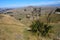 Native Flax, Te Mata Peak, Napier