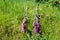The native foxglove grows in nature in St. Peter Ording
