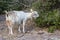 A native goat grazing on the mountain near Canakkale.