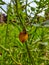 Native gooseberry, wild cape gooseberry and pygmy groundcherry