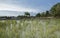 Native grasses colonizing water logged field after rice plants dying